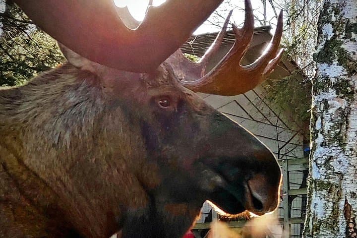 Anchorage Wilderness & Portage Glacier Day Tour: Turnagain Arm Wildlife and AWCC photo 3