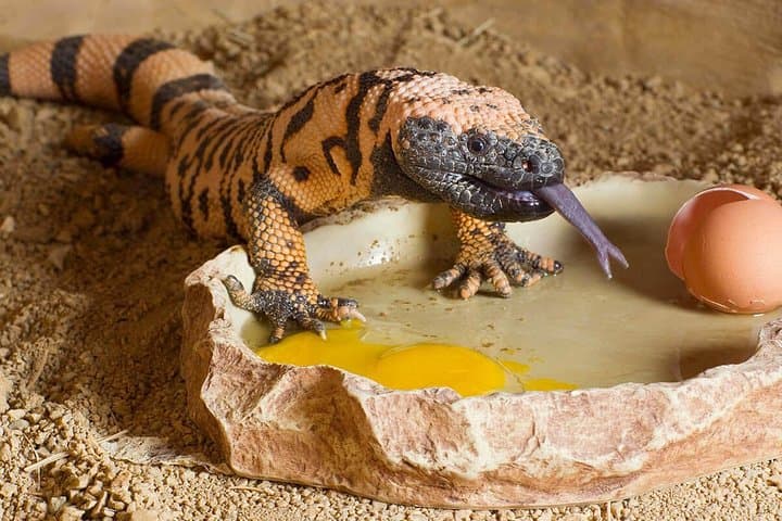 Springs Preserve Las Vegas: Explore Desert Trails, Museums & Wildlife photo 4