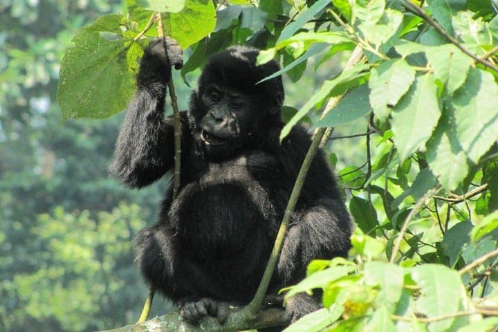 3-Day Gorilla Trekking Budget Safari in Uganda — Bwindi Gorilla Trek Guide & Logistics