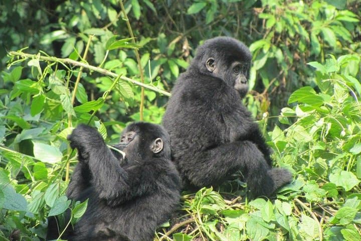 3-Day Kalinzu Chimp Trek and Bwindi Gorilla Trekking Adventure from Kigali photo 2