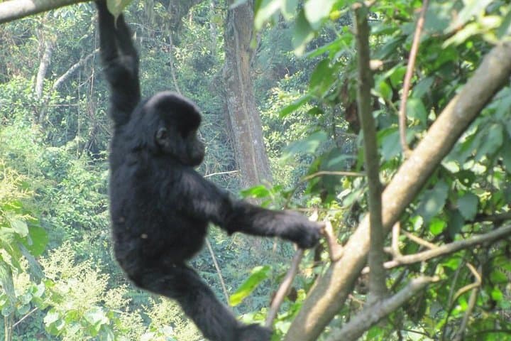 3-Day Gorilla Trekking Budget Safari in Uganda — Bwindi Gorilla Trek Guide & Logistics photo 3