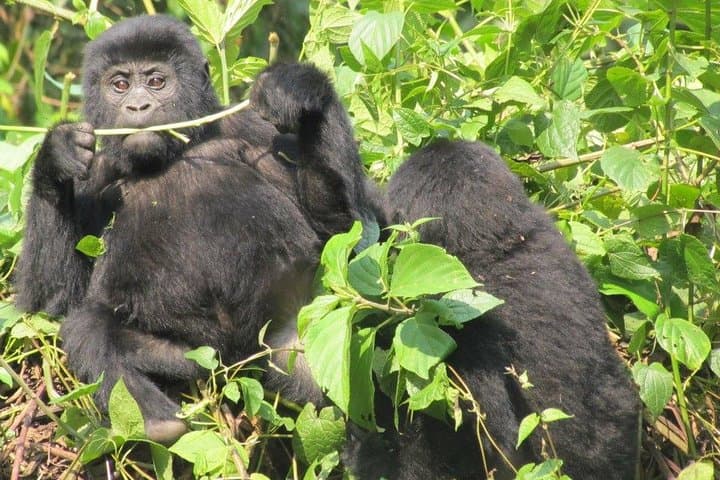 3-Day Gorilla Trekking Budget Safari in Uganda — Bwindi Gorilla Trek Guide & Logistics photo 4