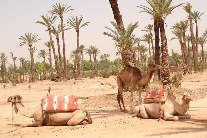 Camel Ride Through La Palmeraie: Marrakech Palm Grove Adventure
