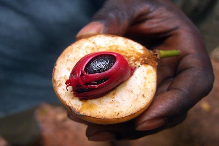 Zanzibar Spice Tour: Cloves, Vanilla & Tropical Fruit Tasting Near Stone Town