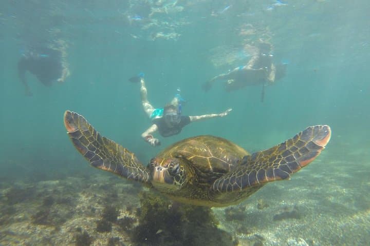 5-Day Galapagos Island Hopping Classic: Islands, Sharks and Giant Tortoises