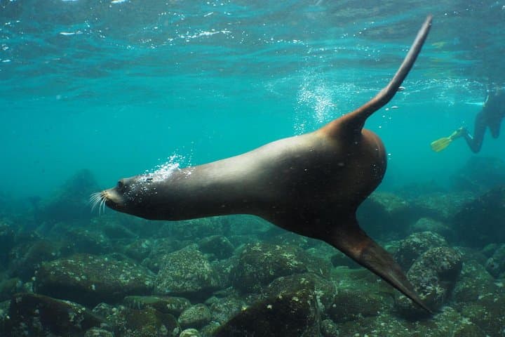 Galapagos Island Hopping: 8-Day Complete Wildlife and Snorkel Adventure photo 2