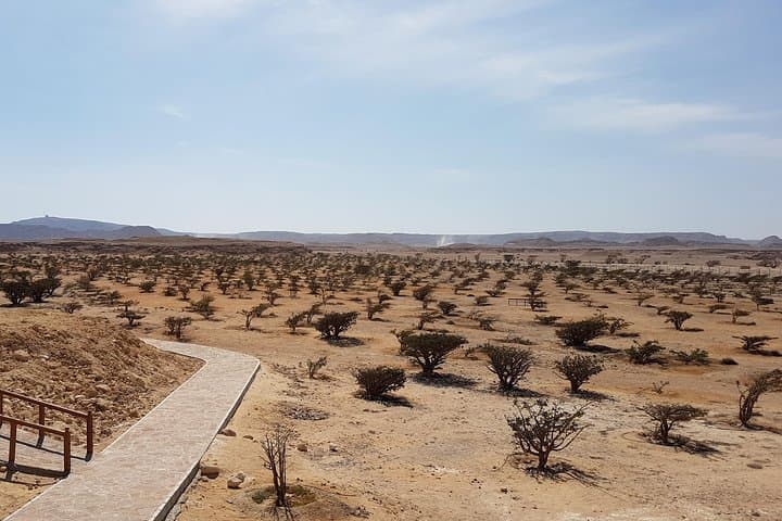 Land of Frankincense UNESCO Tour — Salalah’s Frankincense Route from Ubar to Al Baleed photo 2