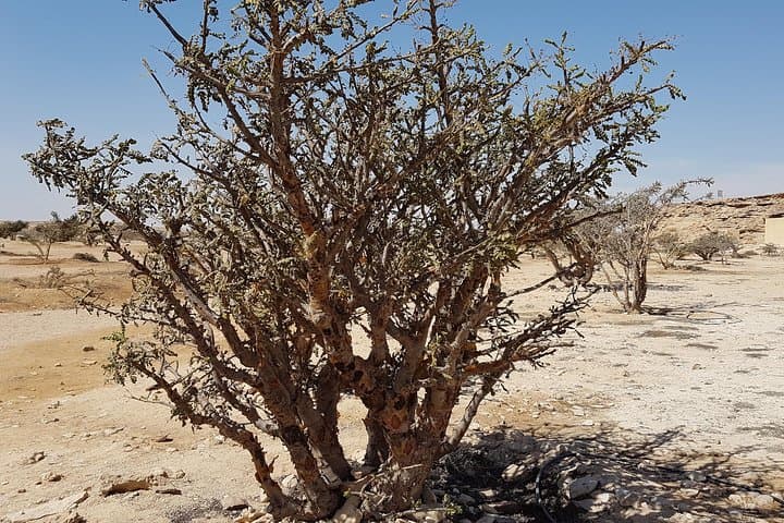 Land of Frankincense UNESCO Tour — Salalah’s Frankincense Route from Ubar to Al Baleed