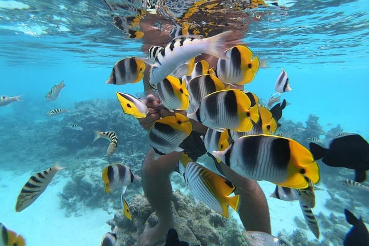 Half-Day Snorkeling Adventure in Moorea's Opunohu Bay photo 2