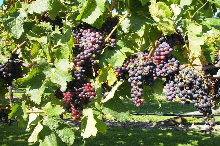 Private Picton Wine Tour: Marlborough Tastings, Chocolates & Vineyards photo 3