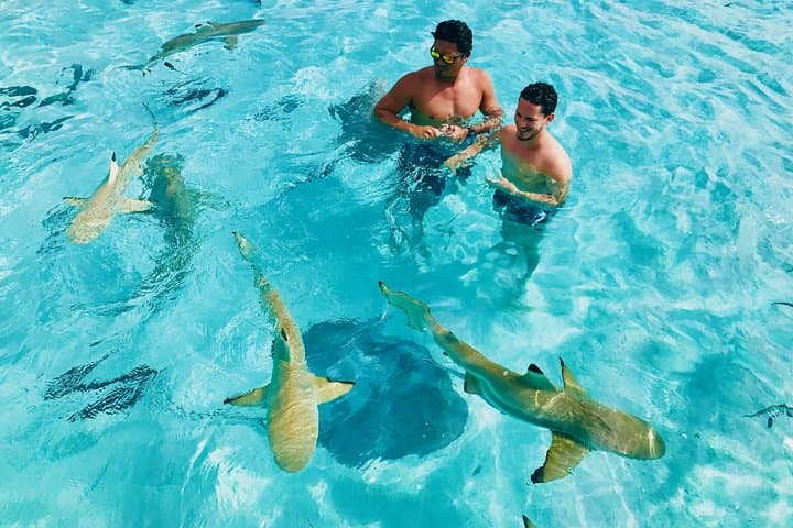 Half-Day Snorkeling Adventure in Moorea's Opunohu Bay photo 3