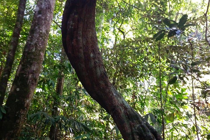 Sinharaja Rainforest Trek: Private Day Trip from Galle, Mirissa & Weligama photo 6