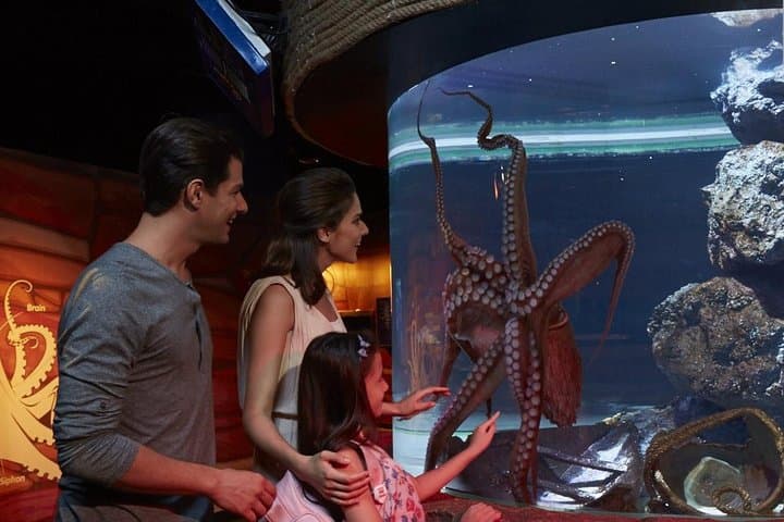 Inside Sea Life Ocean World Bangkok: Tickets, Highlights & Visitor Guide