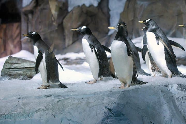 Inside Sea Life Ocean World Bangkok: Tickets, Highlights & Visitor Guide photo 5