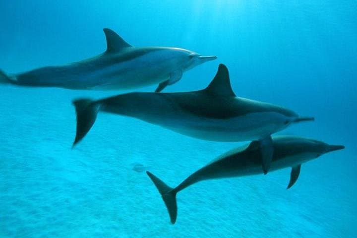 Dolphin Tour from El Gouna: Snorkel the Red Sea's Dolphin House photo 5