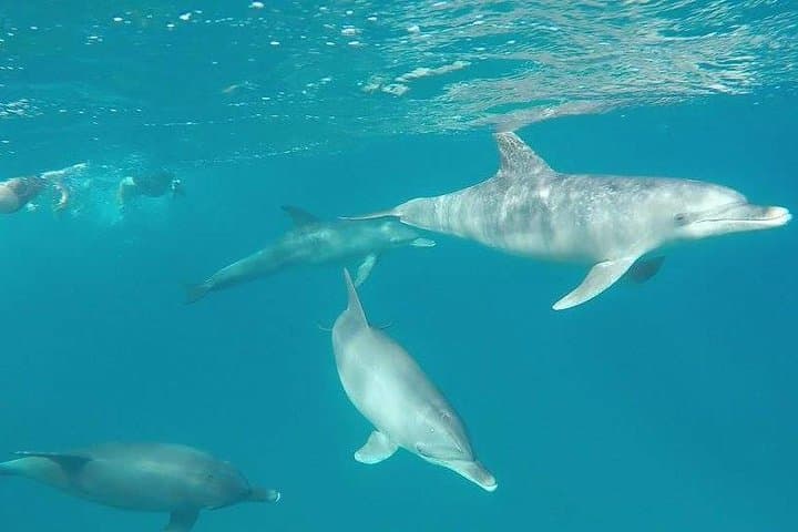 Dolphin Tour from El Gouna: Snorkel the Red Sea's Dolphin House photo 4