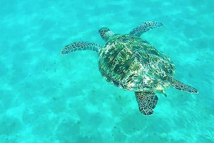 Red Sea Dolphin & Snorkel Day Trip from Makadi Bay, Sahl Hasheesh and Safaga photo 4