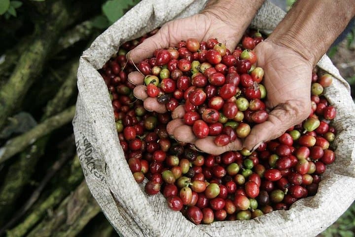 Private Britt Coffee Plantation Tour from San José — Classic Coffee Tasting & Lunch photo 6