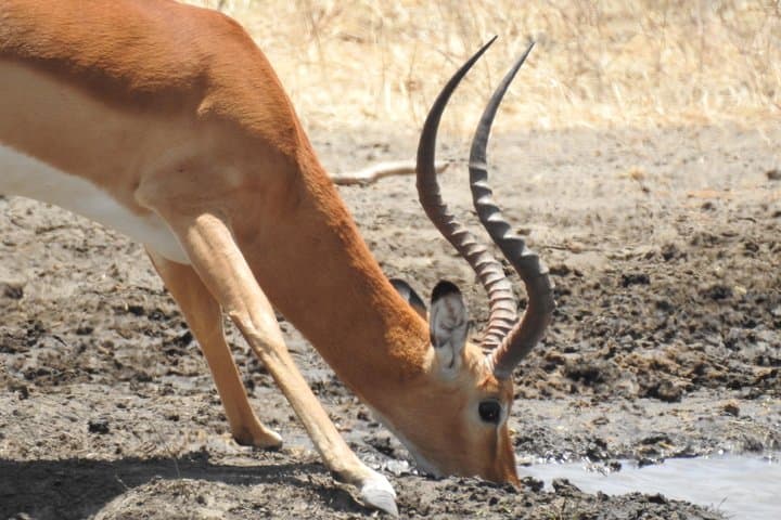 Tarangire Day Trip from Arusha — Baobabs, Elephants & Dry-Season Bullseyes photo 6