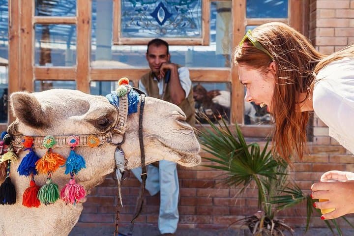 Aswan Camel Safari and Nile Boat Tour with Lunch photo 2