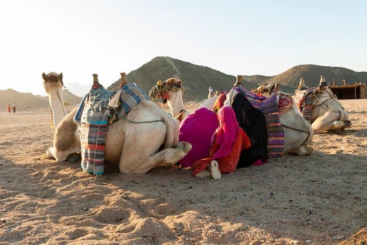 Aswan Camel Safari and Nile Boat Tour with Lunch photo 3