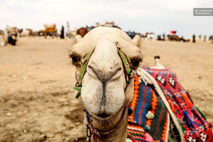 Aswan Camel Safari and Nile Boat Tour with Lunch photo 5