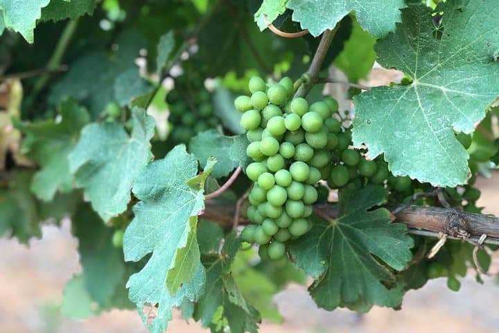 Franschhoek Wine Tasting & Babylonstoren Garden Day Tour from Cape Town photo 5