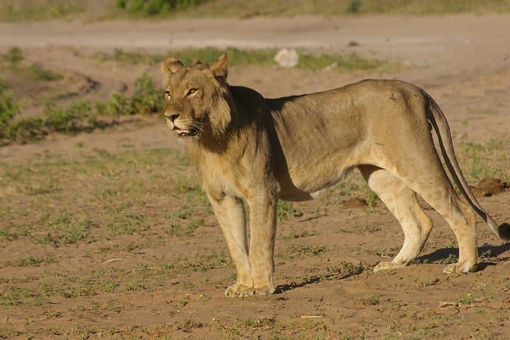 Full-Day Chobe Safari and Chobe River Boat Cruise from Victoria Falls