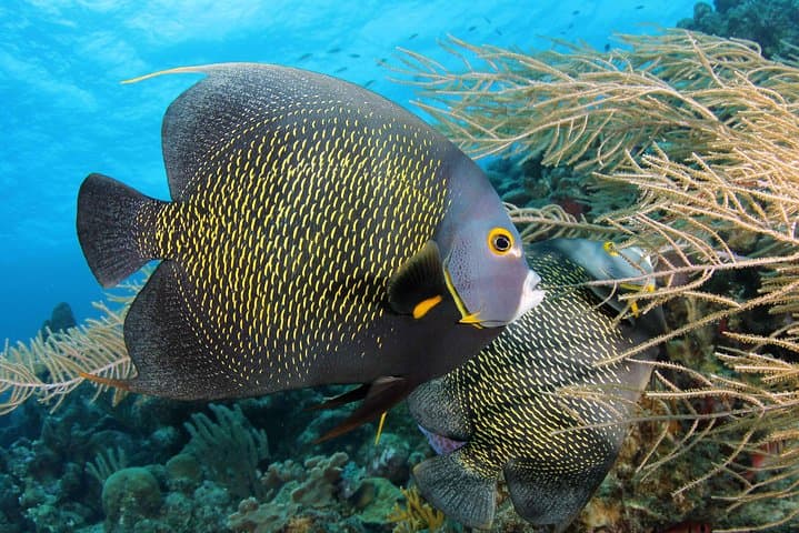 Discover Scuba Dive at Blue Bay, Curaçao — Beginner Scuba Adventure photo 2