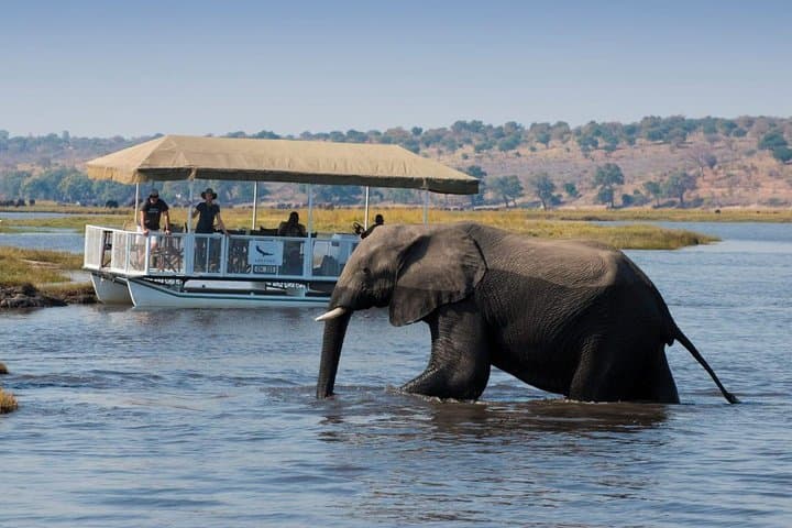 Zambezi Sunset Cruise at Victoria Falls — Wildlife, Drinks & Riverscape Views
