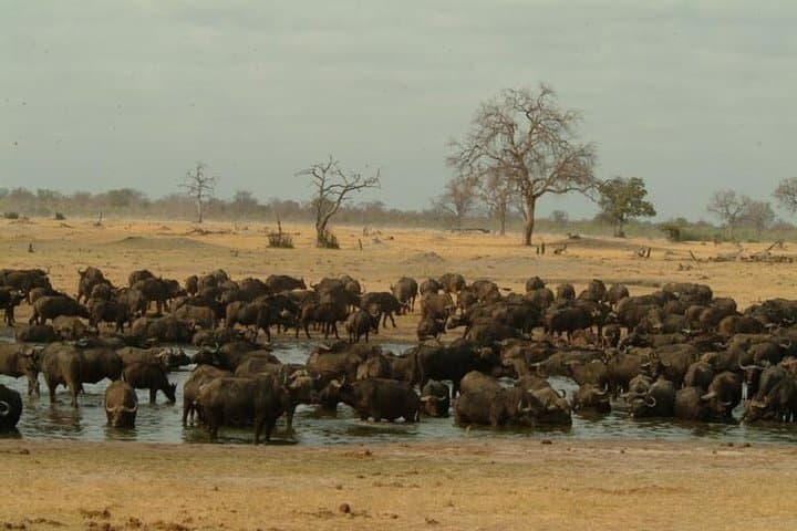 Full-Day Chobe Safari and Chobe River Boat Cruise from Victoria Falls photo 5