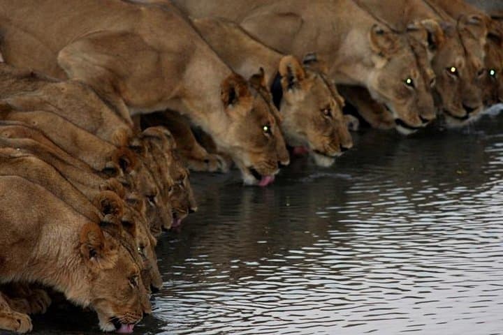 Full-Day Hwange Safari from Victoria Falls — Big Game & Waterhole Viewing