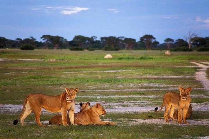 Full-Day Hwange Safari from Victoria Falls — Big Game & Waterhole Viewing photo 2