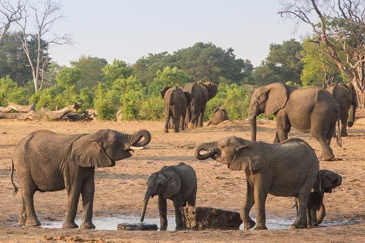 Full-Day Chobe Safari and Chobe River Boat Cruise from Victoria Falls photo 3