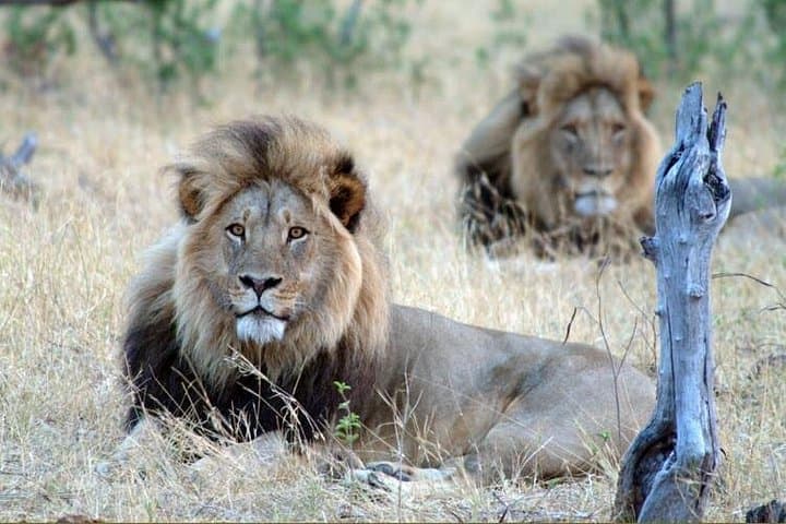 5-Day Victoria Falls & Hwange Safari: Big Five, Zambezi Sunset Cruise photo 4