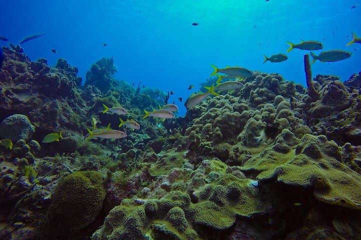 Catalina Island Scuba Diving Day Trip from La Romana — The Wall & Private Beach photo 5