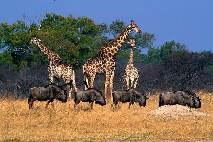 Full-Day Hwange Safari from Victoria Falls — Big Game & Waterhole Viewing photo 3