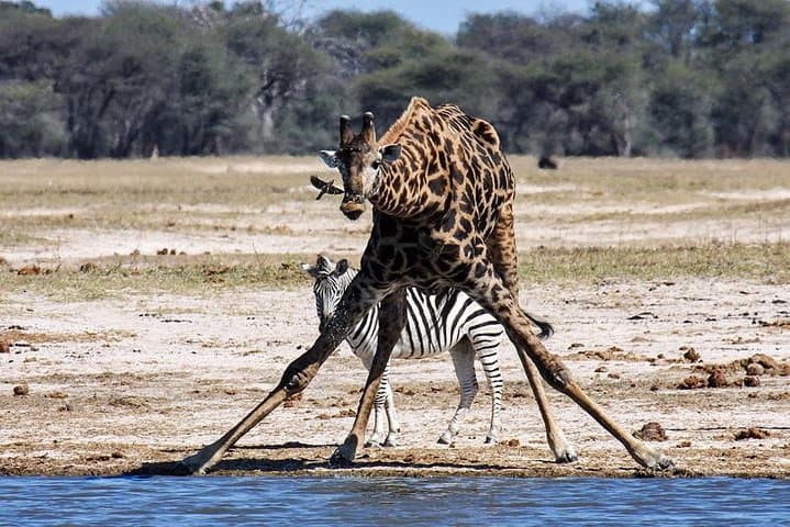 Full-Day Hwange Safari from Victoria Falls — Big Game & Waterhole Viewing photo 4