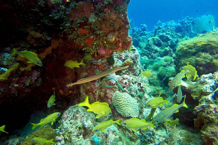 Full-Day Scuba Diving Catalina Island from Bávaro — Wall & Aquarium Dives photo 5