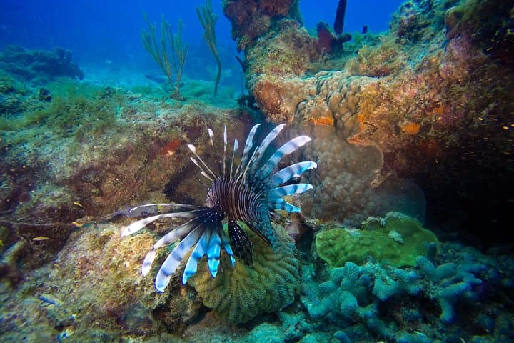 Full-Day Scuba Diving Catalina Island from Bávaro — Wall & Aquarium Dives photo 3