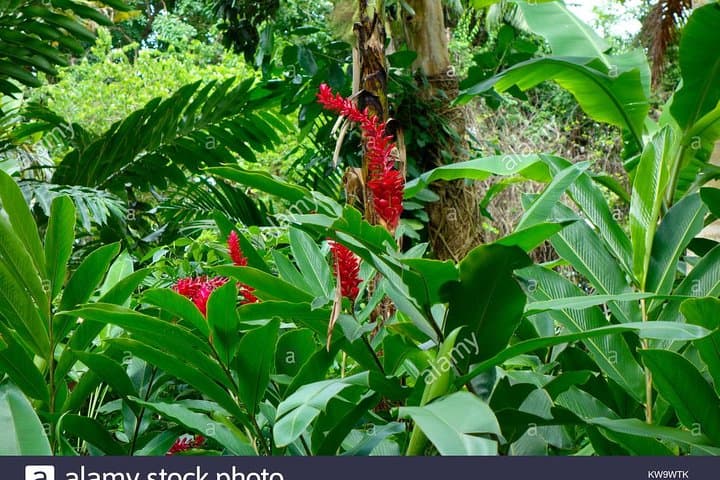 Private Tour to Konoko Falls & Gardens from Ocho Rios — Climb Waterfalls and Local Culture photo 3