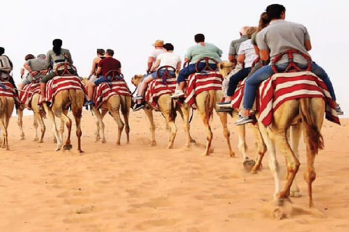 Morning Camel Trekking Safari in Dubai Desert Conservation Reserve