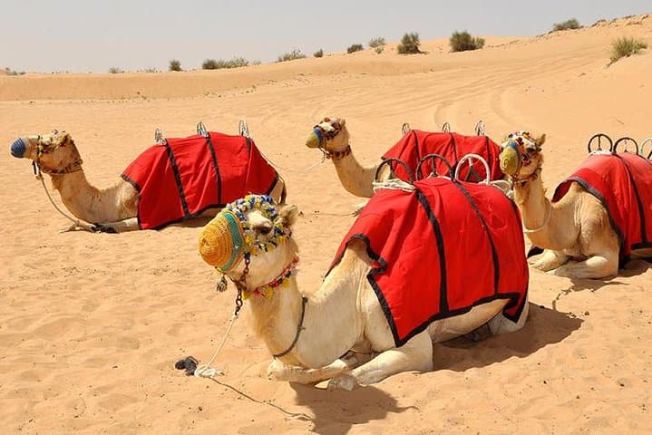 Morning Camel Trekking Safari in Dubai Desert Conservation Reserve photo 3