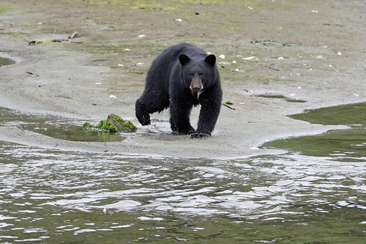 Ketchikan Totems & Wildlife Trolley: Saxman, Herring Cove & City Sights photo 6