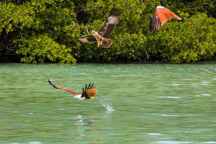 Langkawi Half-Day Mangrove Tour — Kilim River Boat Trip & Eagle Watching photo 2