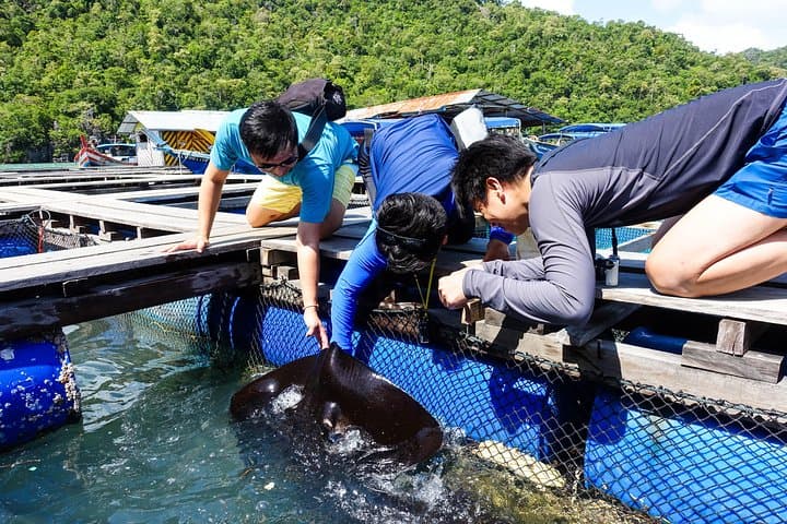 Langkawi Half-Day Mangrove Tour — Kilim River Boat Trip & Eagle Watching photo 6