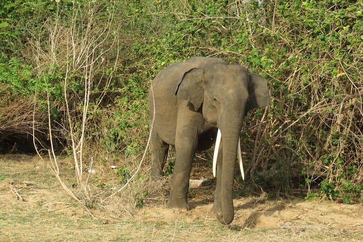 Super Luxury Jeep Safari at Yala National Park — Private Leopard & Wildlife Viewing photo 4