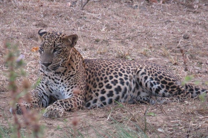 Super Luxury Jeep Safari at Yala National Park — Private Leopard & Wildlife Viewing photo 5