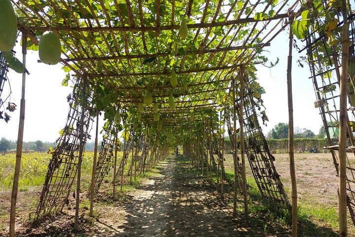 Yangon Outskirts Rural Life Experience: Organic Farm Visit & Village Walk photo 2