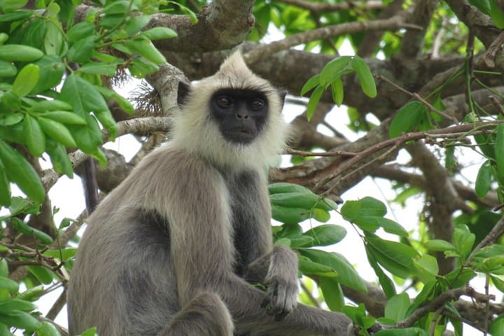 Super Luxury Jeep Safari at Yala National Park — Private Leopard & Wildlife Viewing photo 6